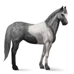 riding horse paint horse dapple grey tobiano