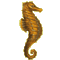 Seahorse