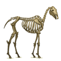pony skeleton