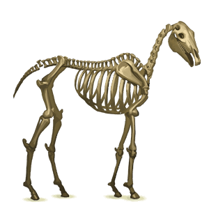 draught horse skeleton