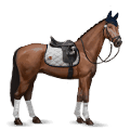 riding horse thoroughbred dark bay