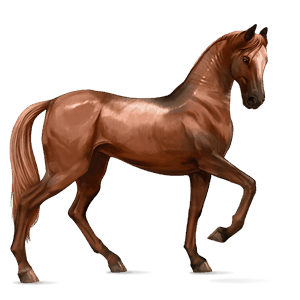 riding horse thoroughbred cherry bay