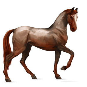riding horse black