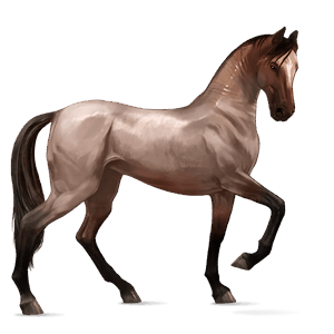 riding horse akhal-teke cherry bay