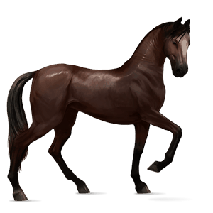 riding horse selle français chestnut