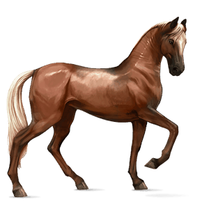 riding horse akhal-teke dark bay