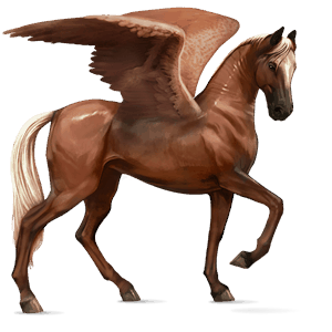 riding pegasus argentinean criollo dark bay