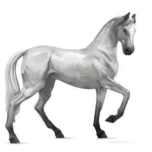 riding horse thoroughbred light grey