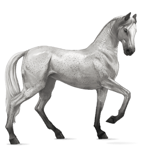 riding horse akhal-teke bay
