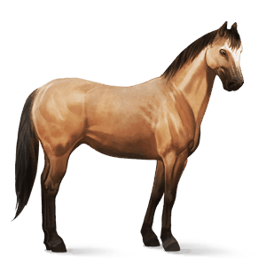 riding horse vanner dun