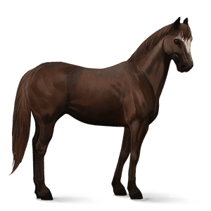 riding horse holsteiner dark bay