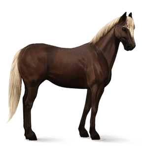 riding horse kwpn dapple grey