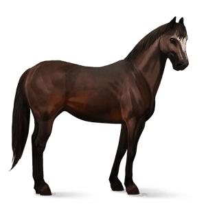 riding horse hanoverian dark bay