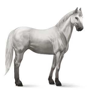riding horse holsteiner dapple grey