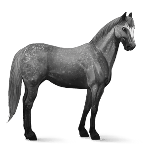 riding horse selle français dapple grey