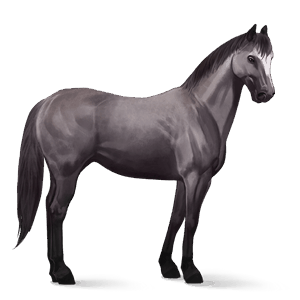 riding horse quarter horse mouse grey