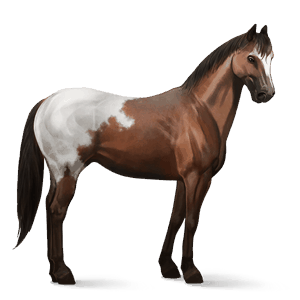 riding horse appaloosa chestnut spotted blanket 