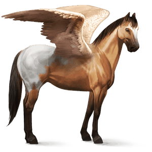 riding pegasus kwpn dun