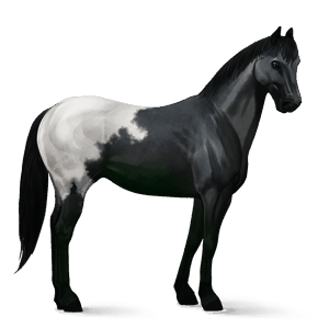 riding horse black blanket 