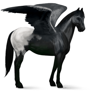 riding pegasus holsteiner black