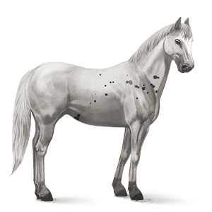 riding horse fleabitten grey