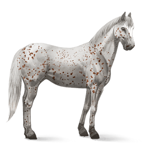 riding horse shagya arabian light grey