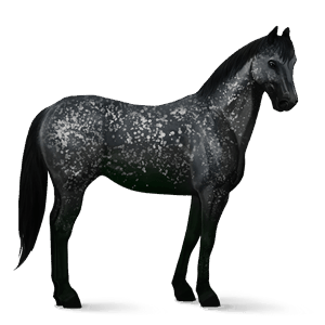 riding horse thoroughbred dapple grey