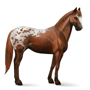 riding horse irish hunter chestnut