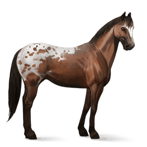 riding horse quarter horse flaxen chestnut 