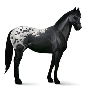riding horse akhal-teke cherry bay