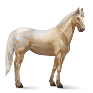 riding horse paint horse palomino tovero