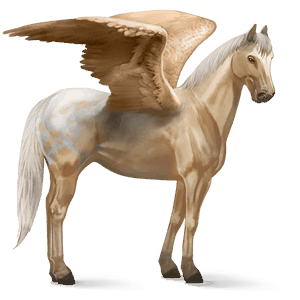 riding pegasus argentinean criollo roan