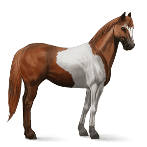 riding horse argentinean criollo chestnut tobiano