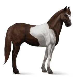 riding horse paint horse cherry bay tobiano