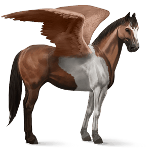 riding pegasus argentinean criollo dark bay