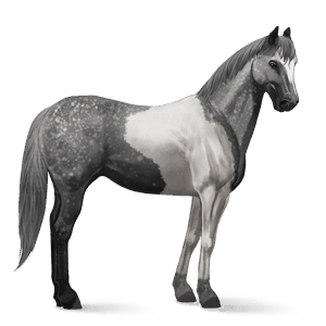 riding horse akhal-teke flaxen chestnut 