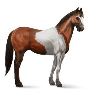 riding horse holsteiner black