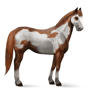 riding horse paint horse dark bay tobiano