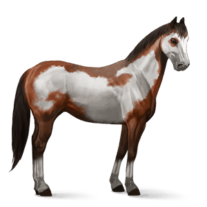 riding horse dark bay tobiano
