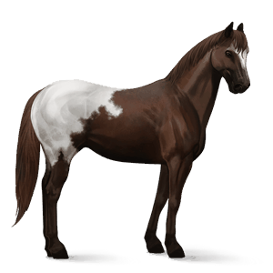 riding horse paint horse dark bay overo