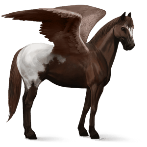 riding pegasus liver chestnut