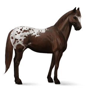riding horse bay spotted blanket 