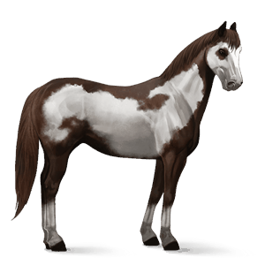 riding horse liver chestnut