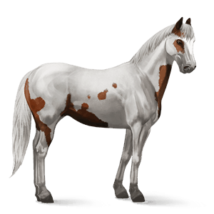 riding horse paint horse cherry bay overo