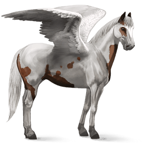 riding pegasus bay tovero 
