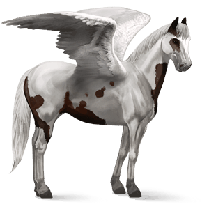 riding pegasus akhal-teke cherry bay