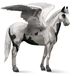 riding pegasus paint horse black tovero