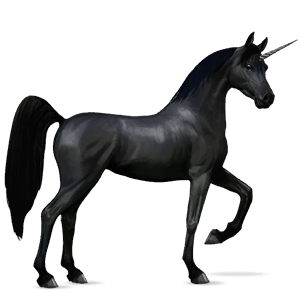 riding unicorn shagya arabian black