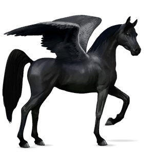 riding pegasus shagya arabian black