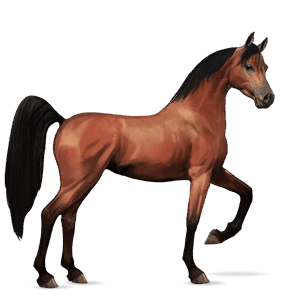 riding horse akhal-teke chestnut